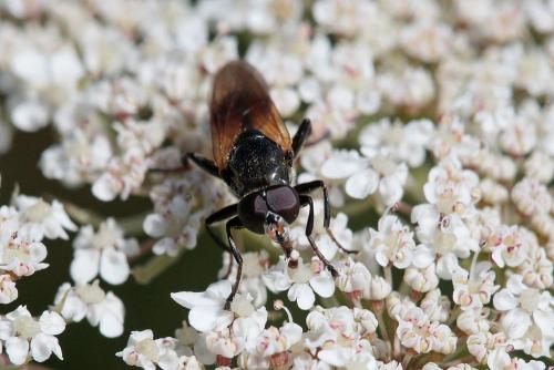 Réf. 235 641 : Myolepta dubia